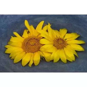 Tablou Canvas, Floarea soarelui, Pereche, 90 x 60 cm, Multicolor - <p>Tablou Canvas, Floarea soarelui, Pereche, 90 x 60 cm, Multicolor</p>