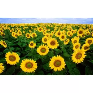 Tablou Canvas, Camp de floarea soarelui 3, 80 x 50 cm, Multicolor - <p>Tablou Canvas, Camp de floarea soarelui 3, 80 x 50 cm, Multicolor</p>