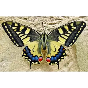 Tablou Canvas, Fluture 2, 80 x 50 cm, Rama lemn, Multicolor - <p>Tablou Canvas, Fluture 2, 80 x 50 cm, Rama lemn, Multicolor</p>