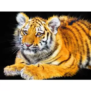 Tablou Canvas, Tigru, Animal, 80 x 60 cm, Rama lemn, Multicolor - <p>Tablou Canvas, Tigru, Animal, 80 x 60 cm, Rama lemn, Multicolor</p>