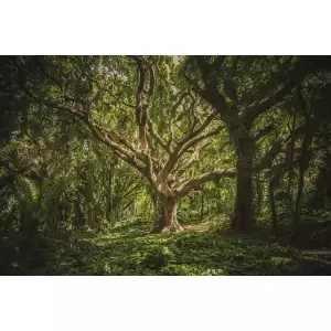 Tablou Canvas,Padure, Copac, Luminis, 90 x 60 cm, Rama lemn, Multicolor - 