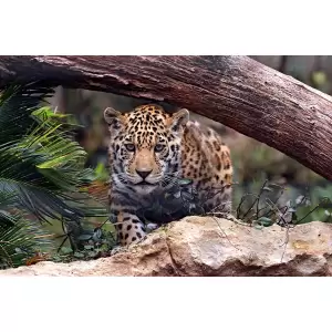 Tablou Canvas,Animal, Jaguar, 90 x 60 cm, Rama lemn, Multicolor - <p>Tablou Canvas,Animal, Jaguar, 90 x 60 cm, Rama lemn, Multicolor</p>