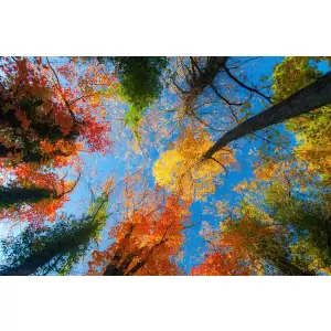 Tablou Canvas, Varfuri de copaci, Culori, 90 x 60 cm, Rama lemn, Multicolor - <p>Tablou Canvas,Varfuri de copaci, Culori, 90 x 60 cm, Rama lemn, Multicolor</p>