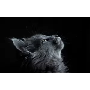 Tablou Canvas, Gray cat, 80 x 50 cm, Rama lemn, Multicolor - <p>Tablou Canvas, Gray cat, 80 x 50 cm, Rama lemn, Multicolor</p>