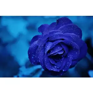 Tablou Canvas,Blue rose, 90 x 60 cm, Rama lemn, Multicolor - <p>Tablou Canvas,Blue rose, 90 x 60 cm, Rama lemn, Multicolor</p>