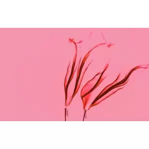 Tablou Canvas, Abstract roz, 80 x 50 cm, Rama lemn, Multicolor - <p>Tablou Canvas, Abstract roz, 80 x 50 cm, Rama lemn, Multicolor</p>