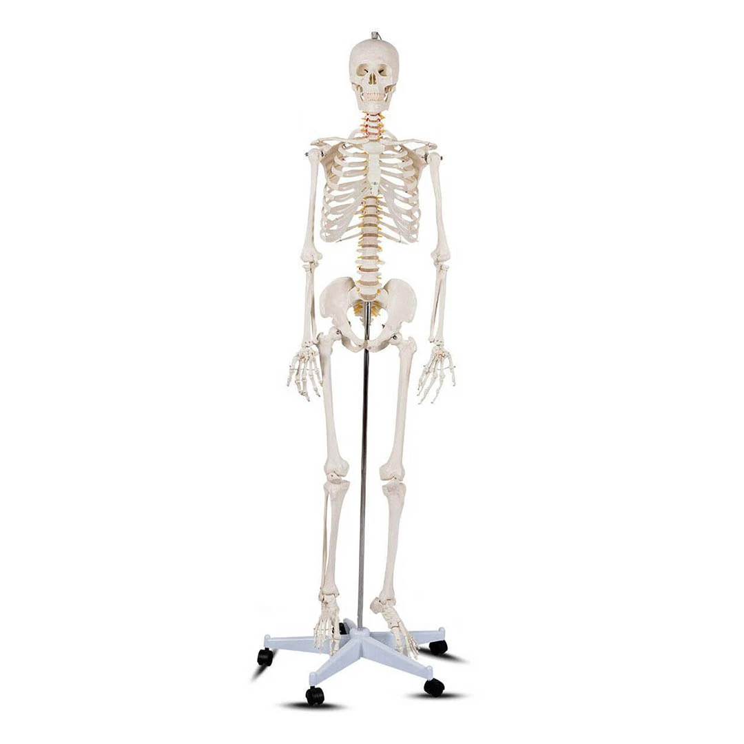 Model schelet anatomic uman, suport metalic cu role, 206 oase - 