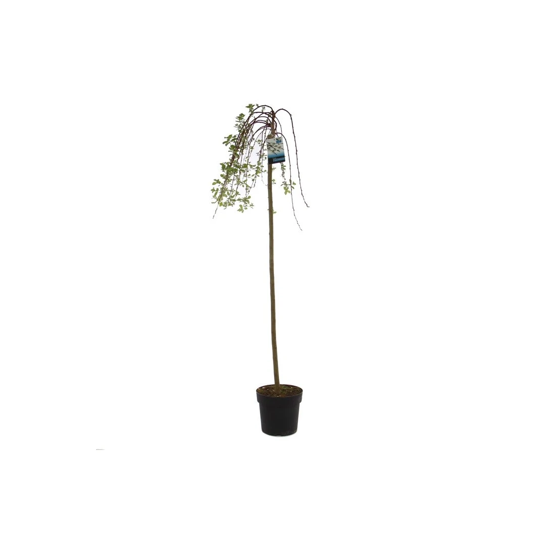 Arbore tip salcie ornamental, Salix Kilmarnock, H 130 cm, D 23 cm - 