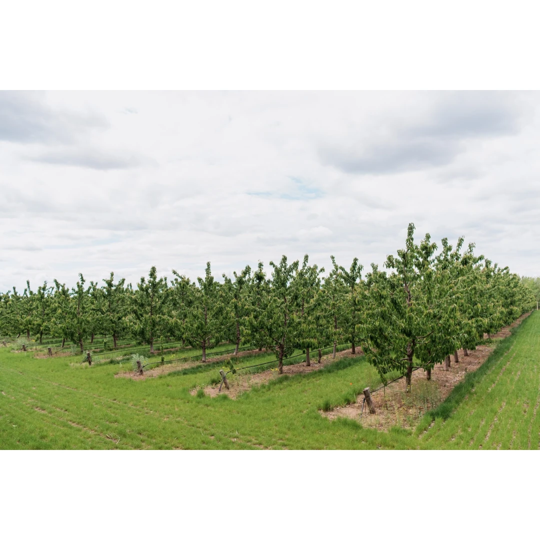 Kit irigare livadă pomi fructiferi  (irigare pe pământ) - 