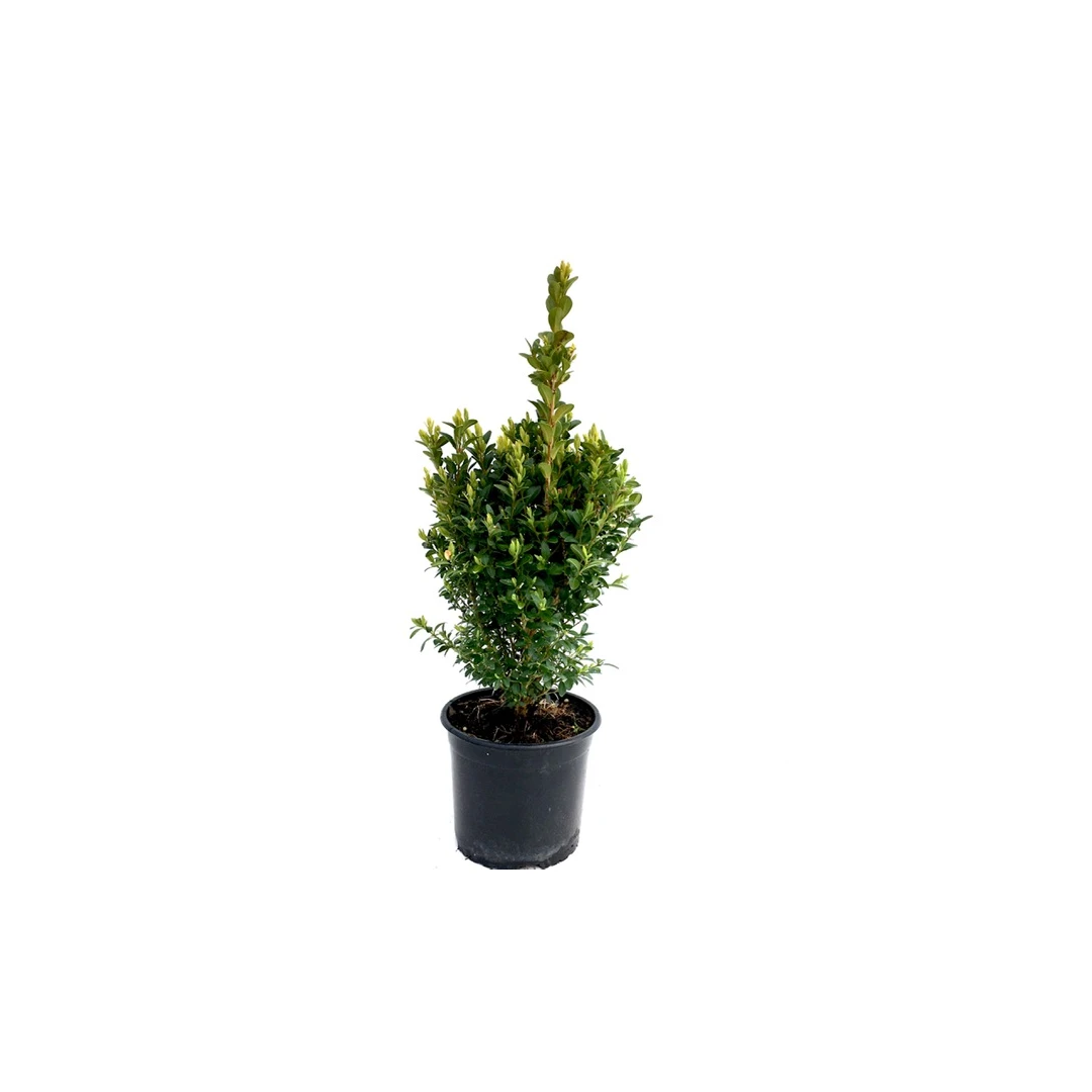 Arbust ornamental Buxus Sempervirens - Cimisir - 