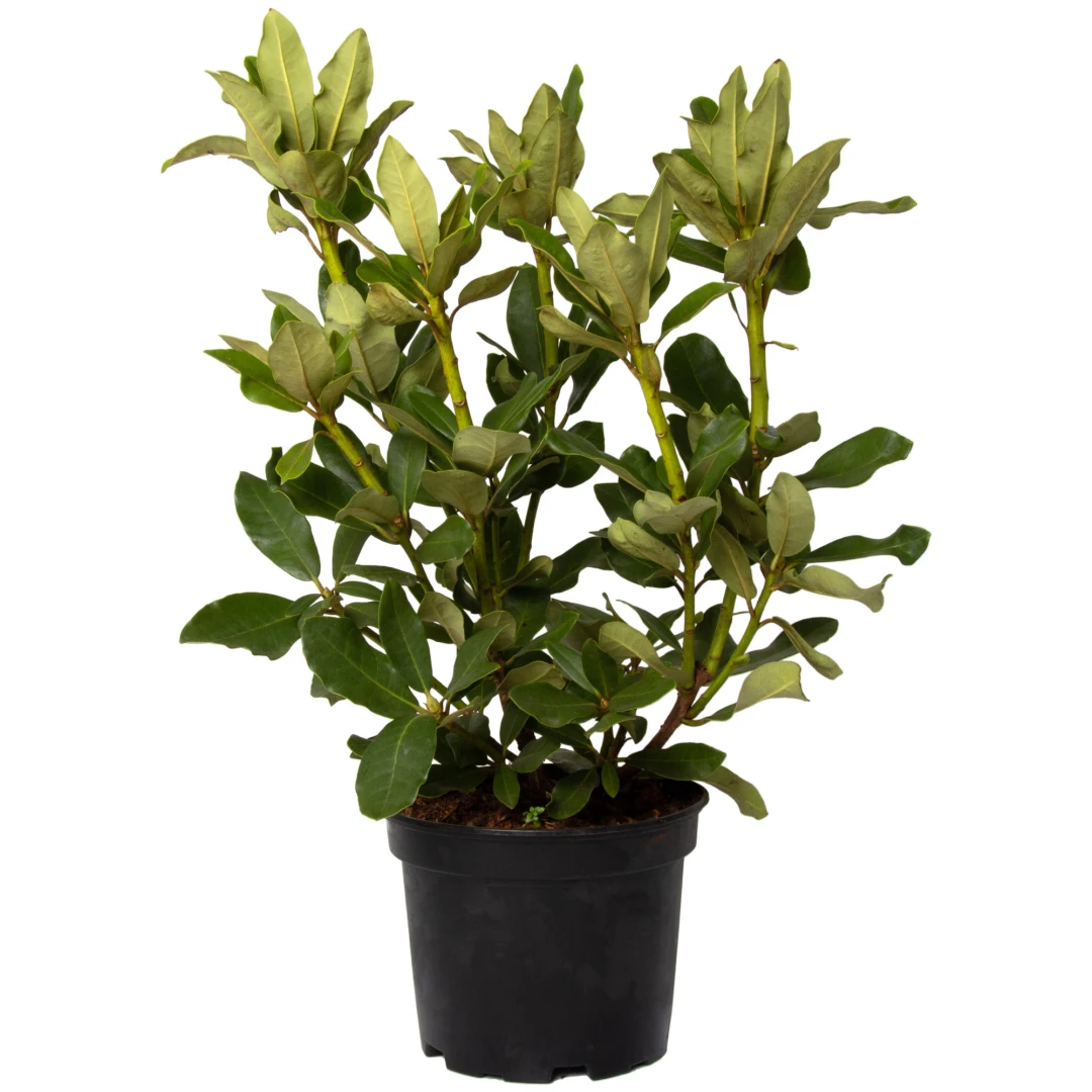 Planta naturala Rhododendron 'Madame Masson', decorativa de exterior, in ghiveci C2, 30-40 cm, alb - 