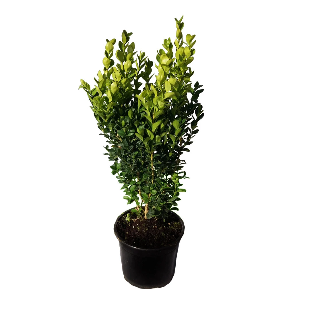 Buxus vesnic verde - Buxus sempervirens - 