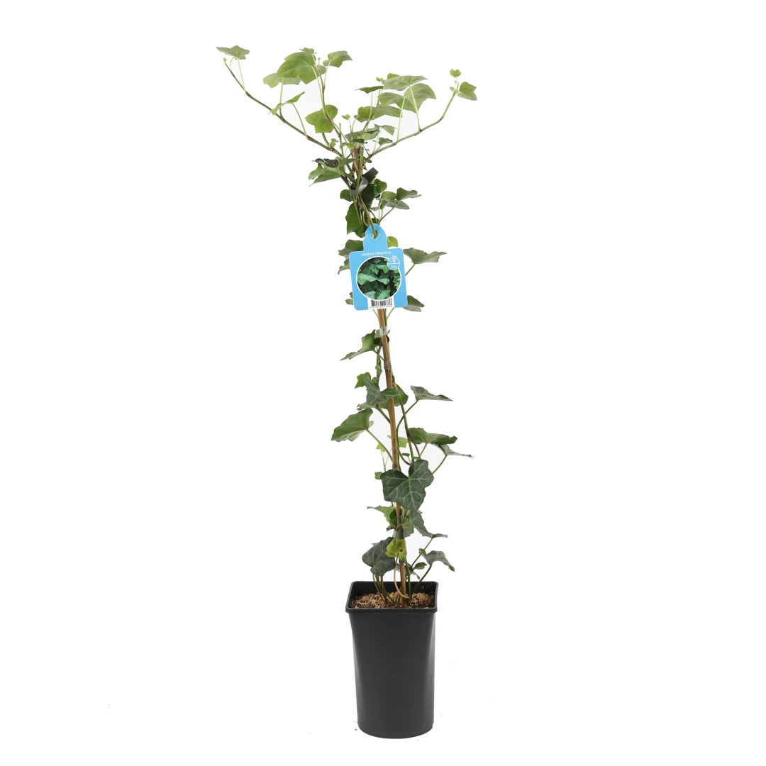 Arbust decorativ - Hedera helix- Hibernica 100-120 cm - 