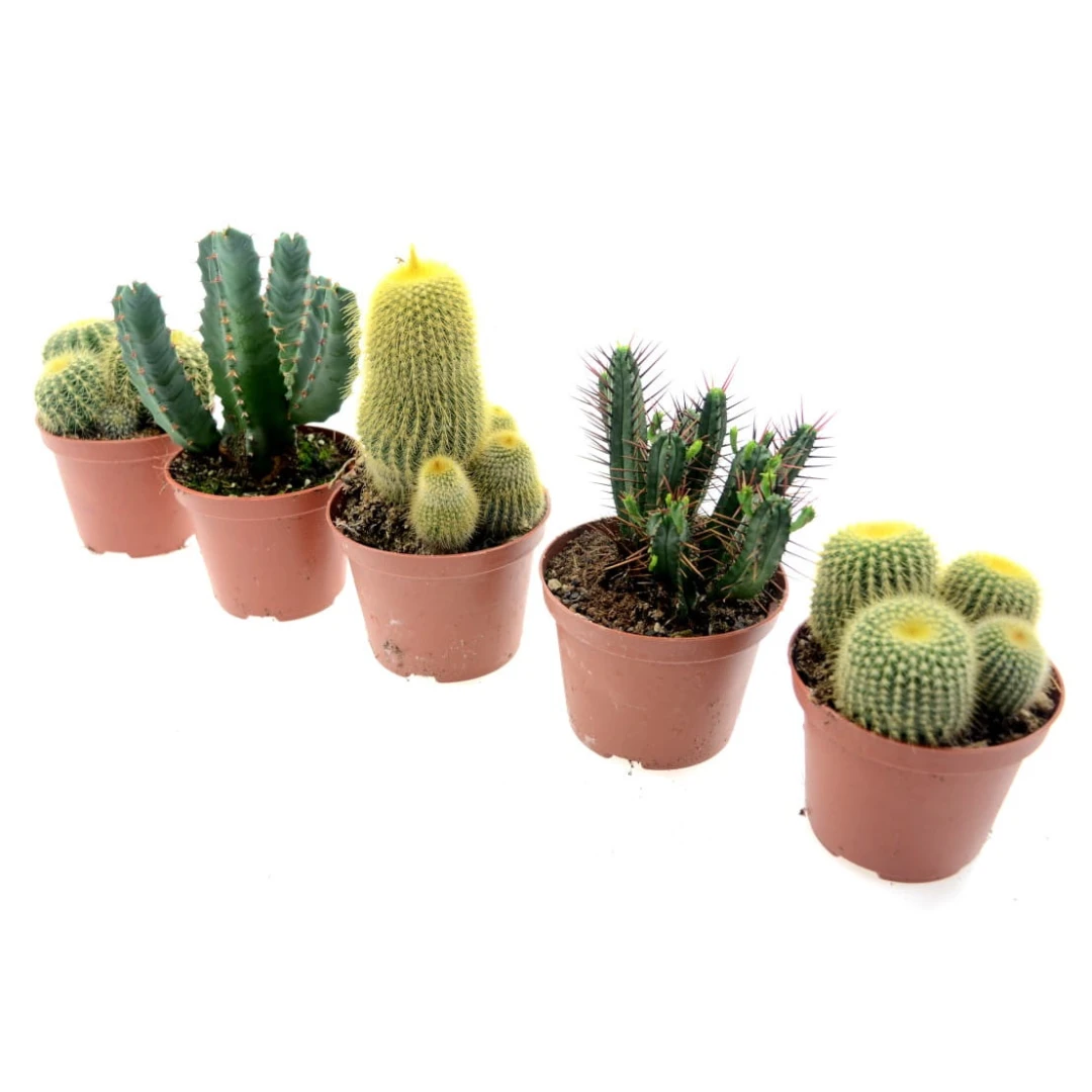 Set 5 cactusi, Dixiestore, 19 cm, Verde - 