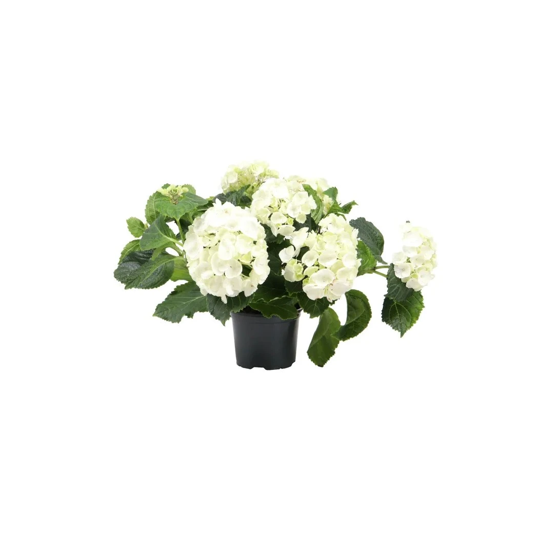 Planta pentru gradina, Hortensie Hydrangea mix, cu flori, H 38 m, D 14 cm - 