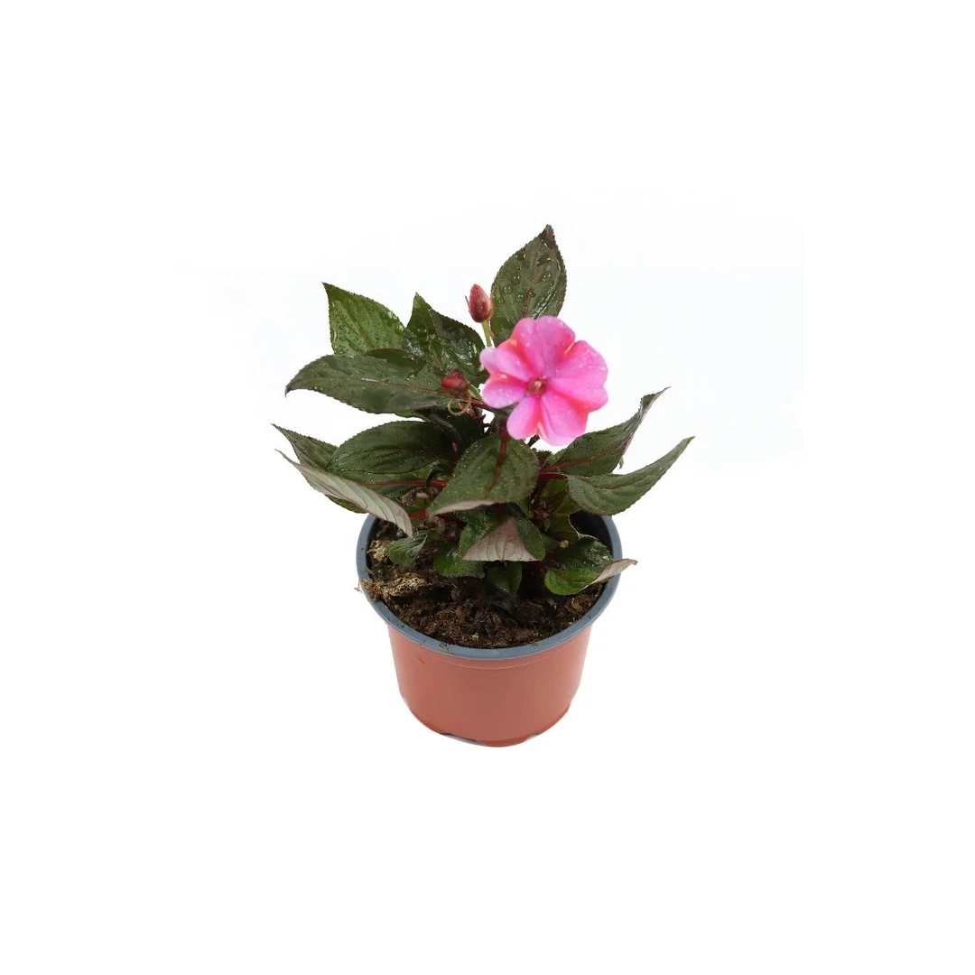 Planta pentru exterior, Impatiens mix color, cu flori, H 20 cm, D 12 cm - 