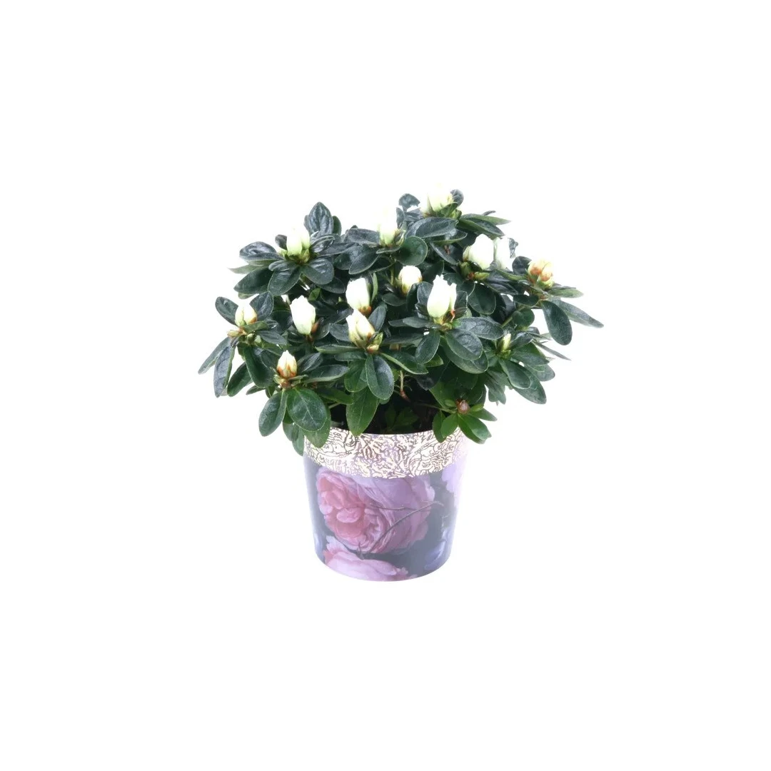 Planta pentru exterior, Azalea Amazing Love, cu flori, H 25 cm, D 12 cm - 