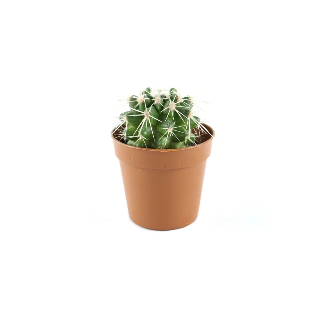 Planta pentru interior, Echinocactus Grusoni cactus, D 6.5 cm - 
