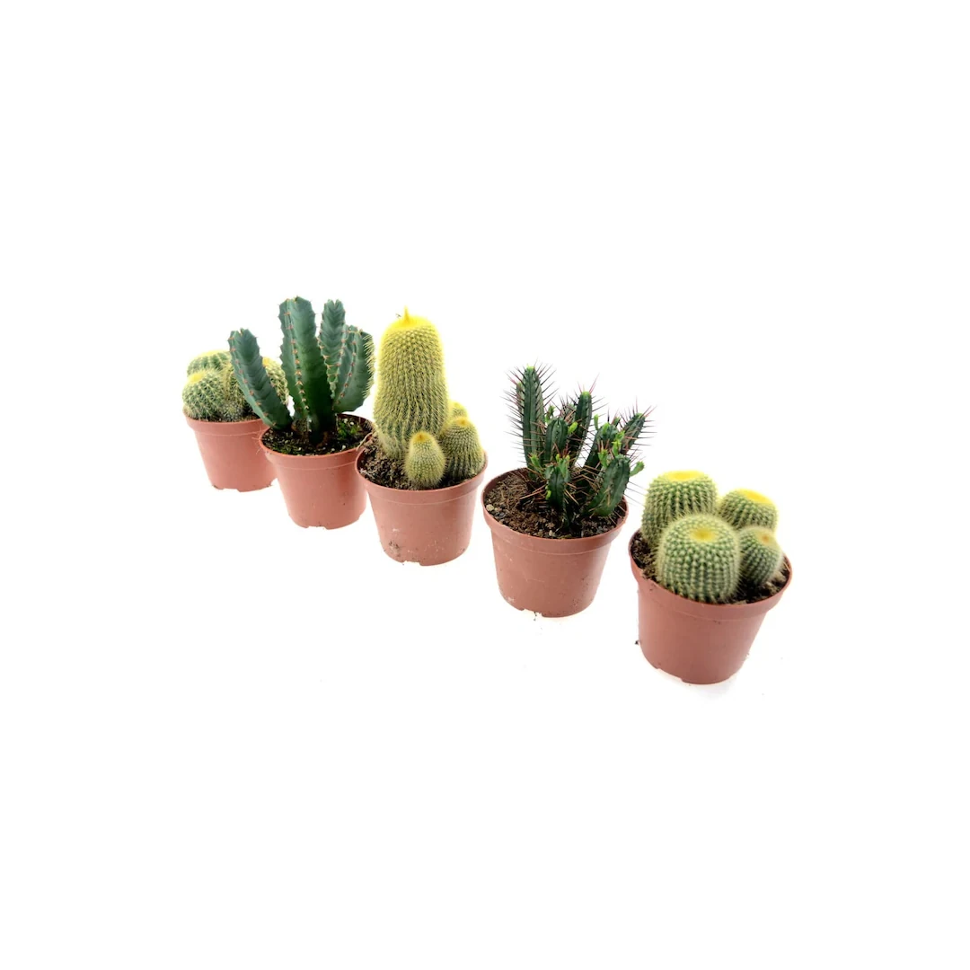 Set de 5 cactusi mix, D 6.5 cm - 