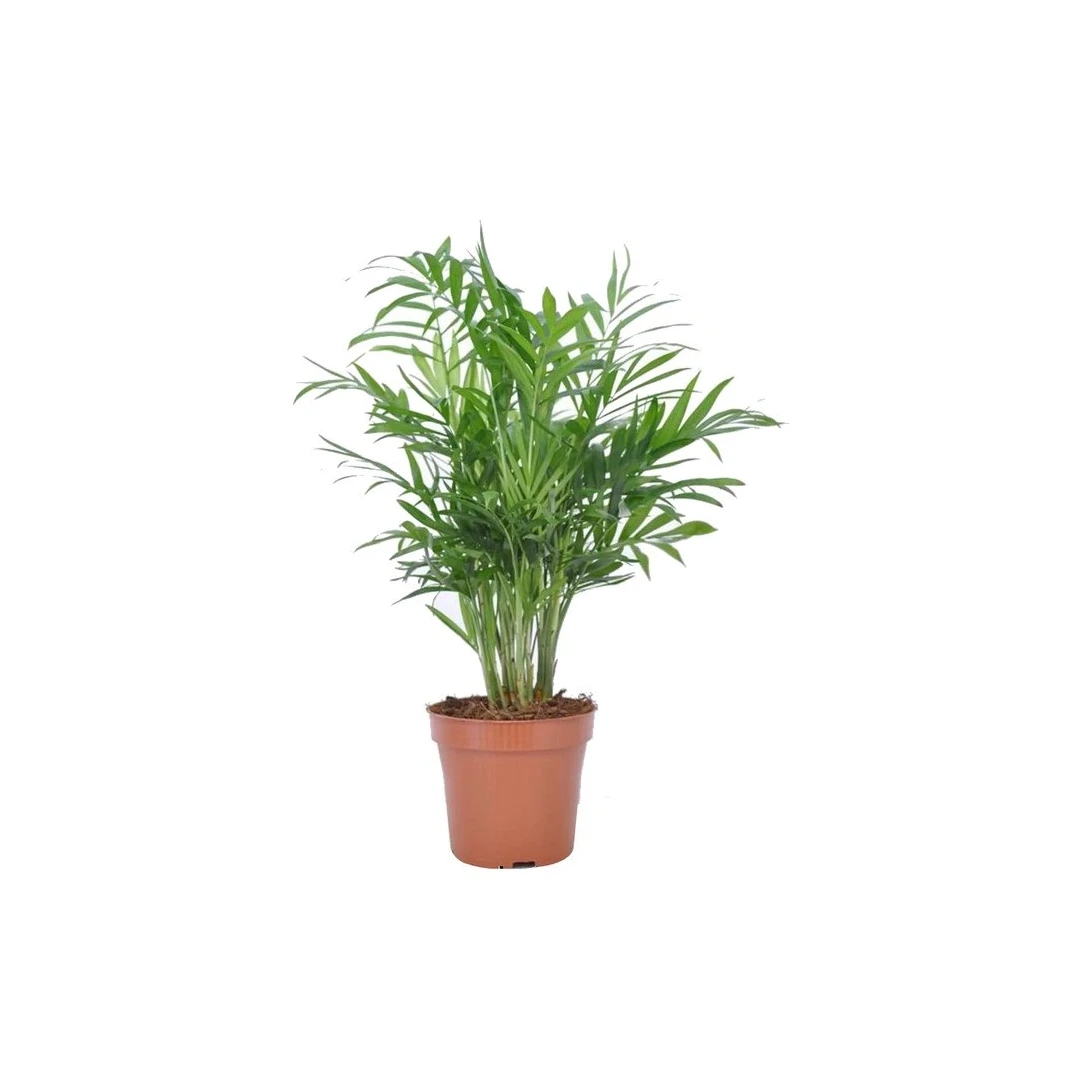 Planta de interior Dracula, Chamaedorea palmier mic, H 50 cm, D 12cm - 