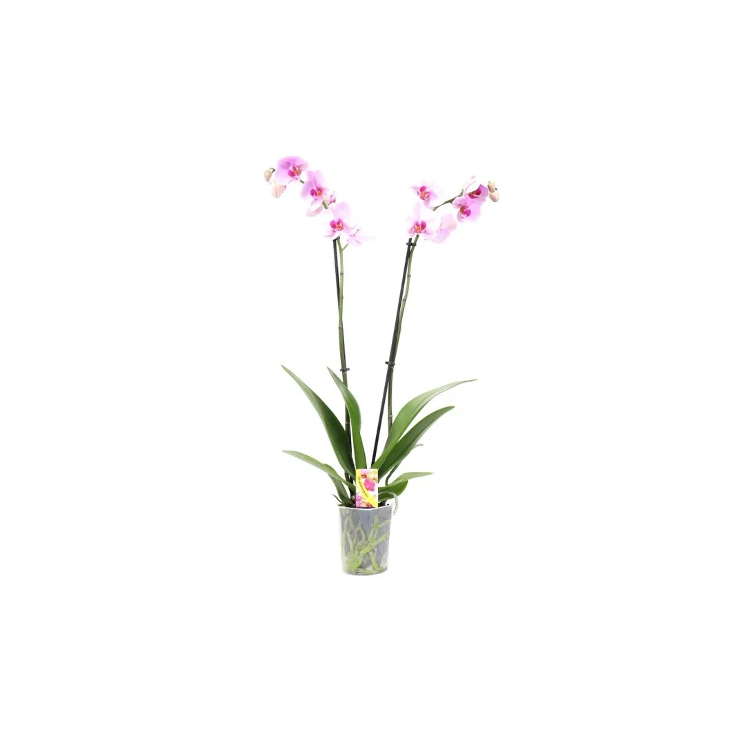 Planta de interior Dracula, Orhidee Phalaenopsis inflorite, H 60 cm, D 12 cm, - 