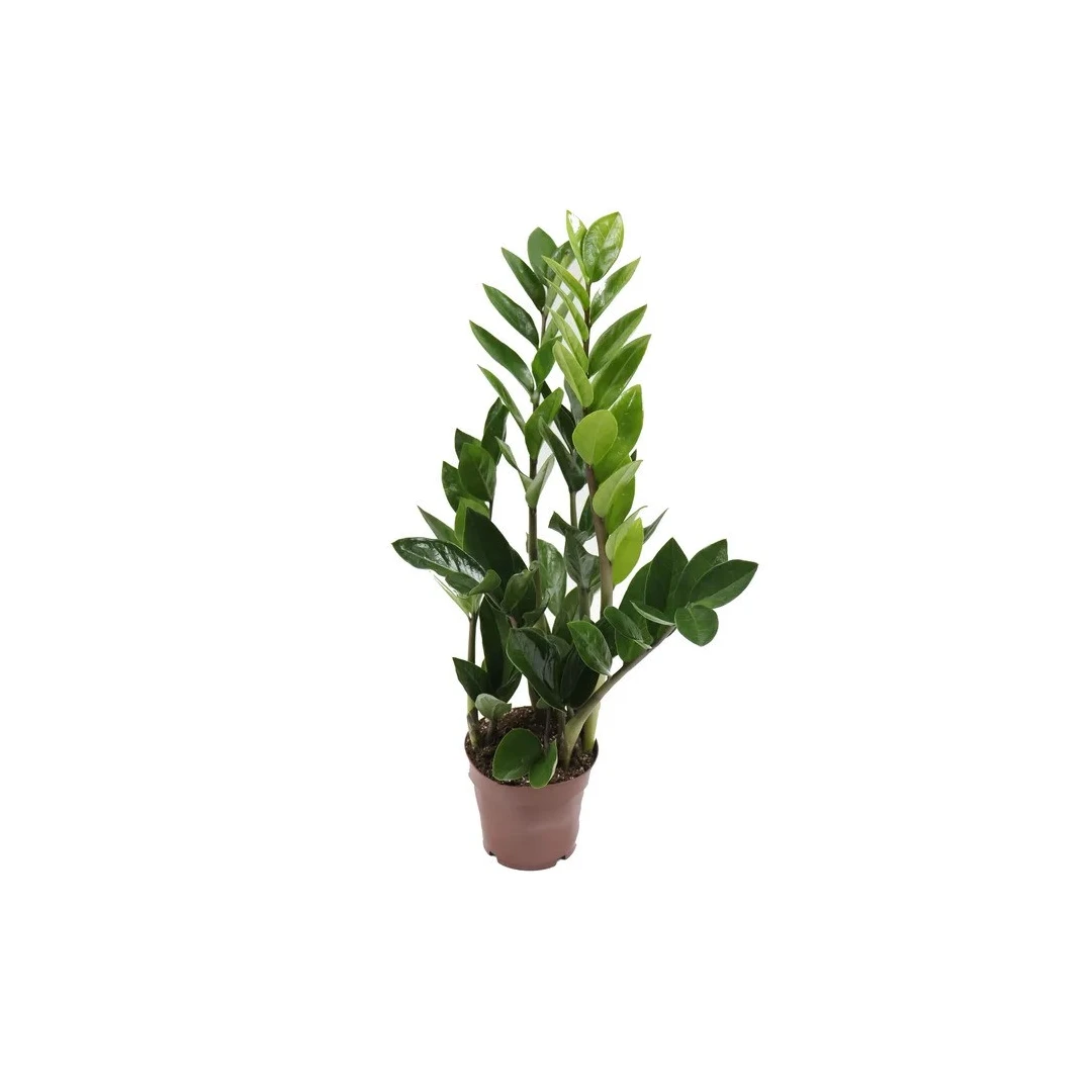 Planta naturala de interior Dracula, Zamioculcas zamiifolia, H 40 cm, D 12 cm - 