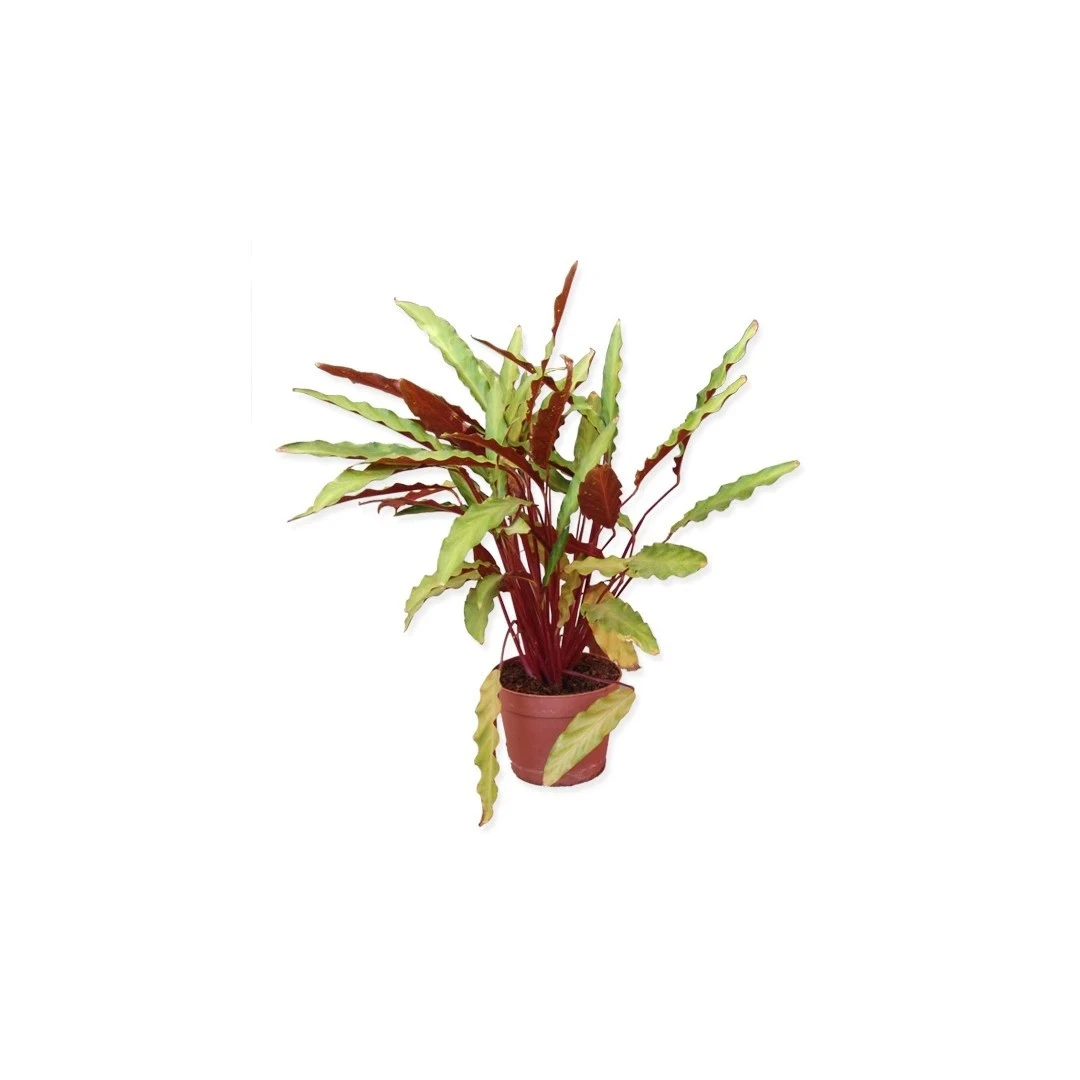 Planta naturala de interior DRacula, Calathea mix, H 45 cm, D 12 cm - 