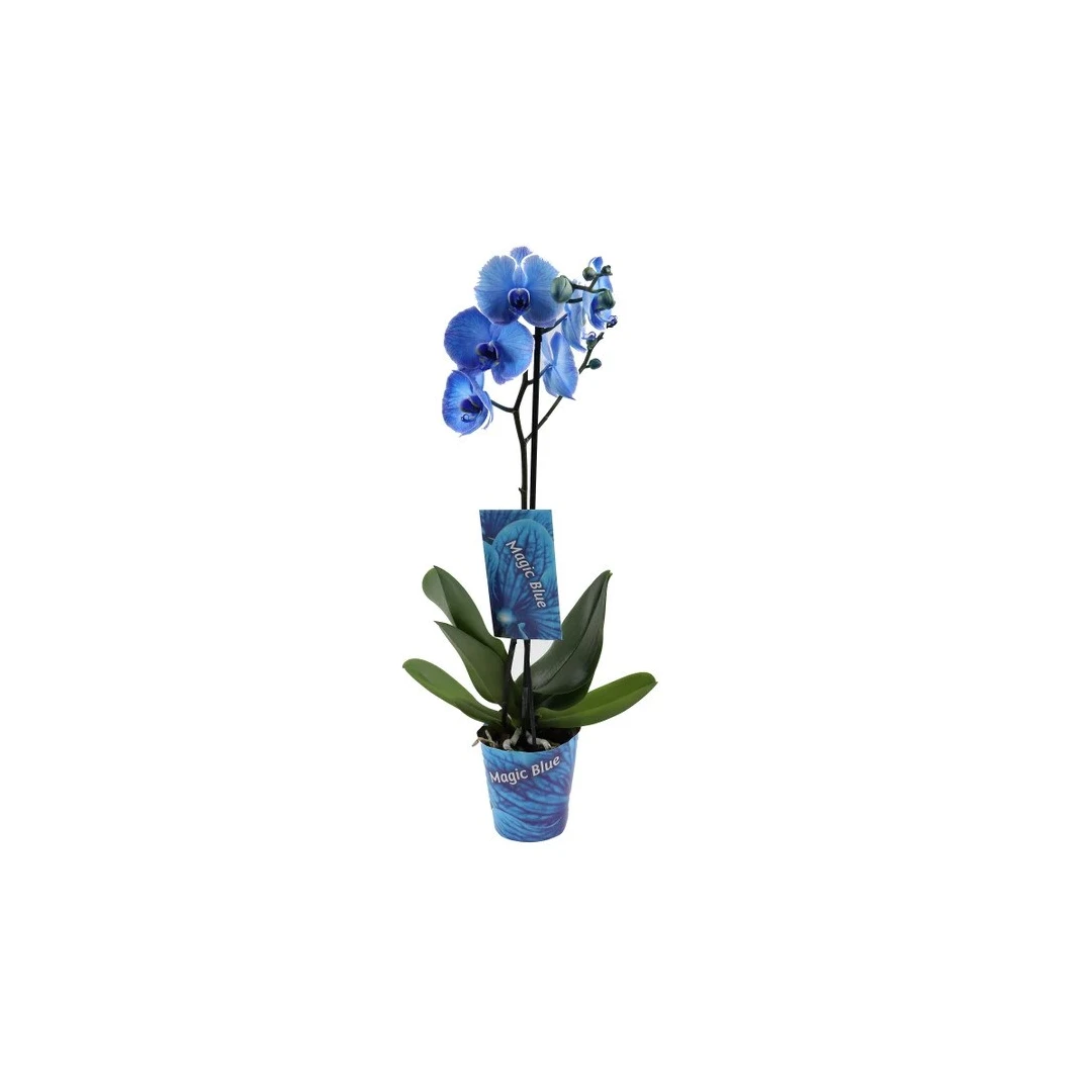 Planta naturala de interior Dracula, Orhidee Phalaenopsis Royal blue A2, cu flori , D 12 cm - 