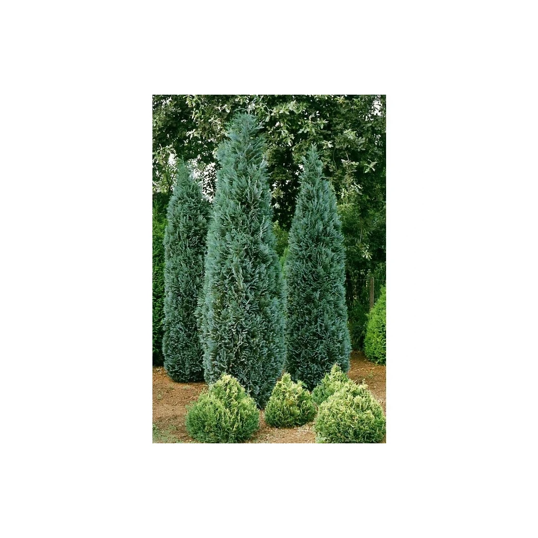 Arbore ornamental Dracula, Chamaecyparis columnaris balot, H 190 cm - 