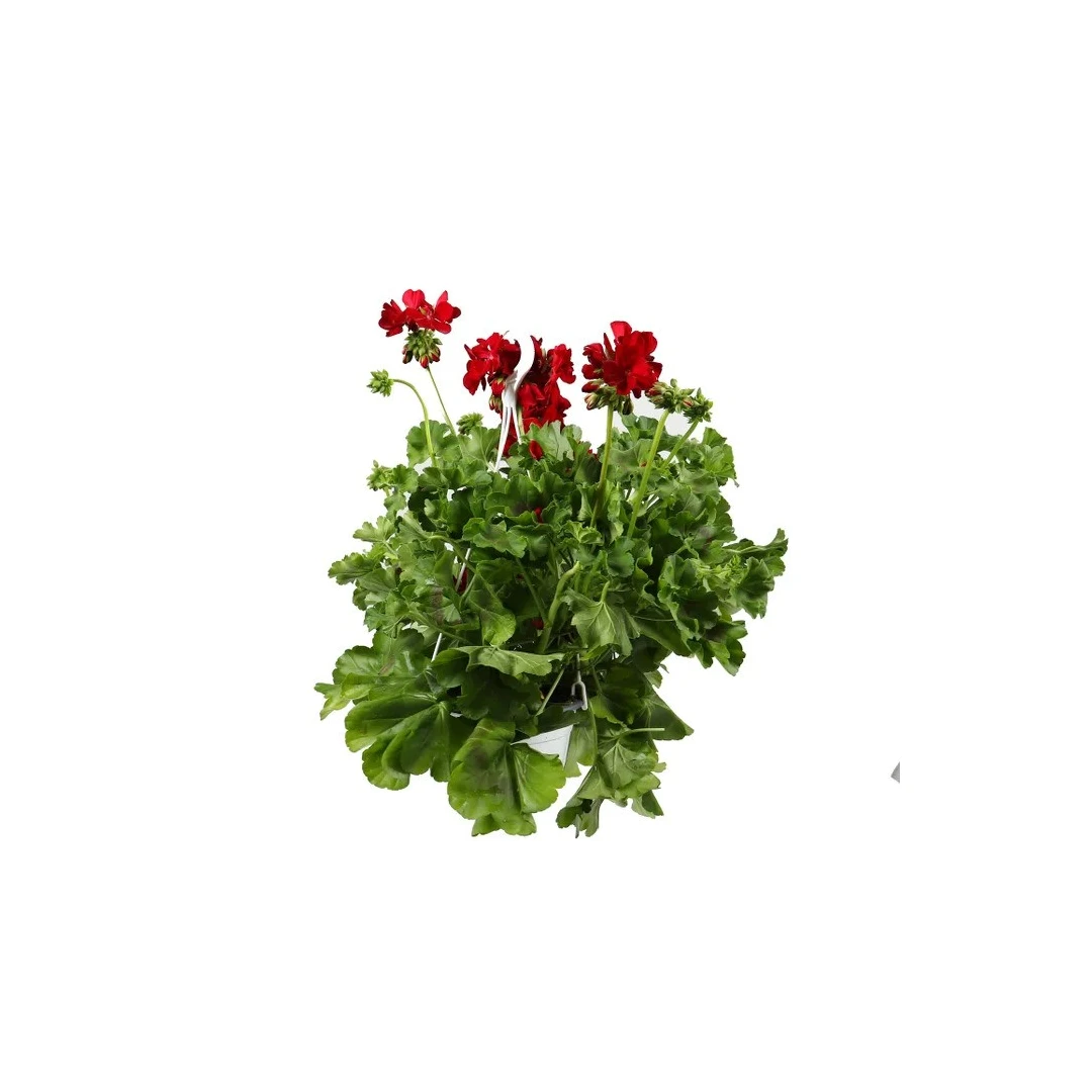 Planta de exterior Dracula, Muscate curgatoare, Pelargonium interspecific, D 25 cm - 