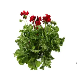Planta de exterior Dracula, Muscate curgatoare, Pelargonium interspecific, D 25 cm - 