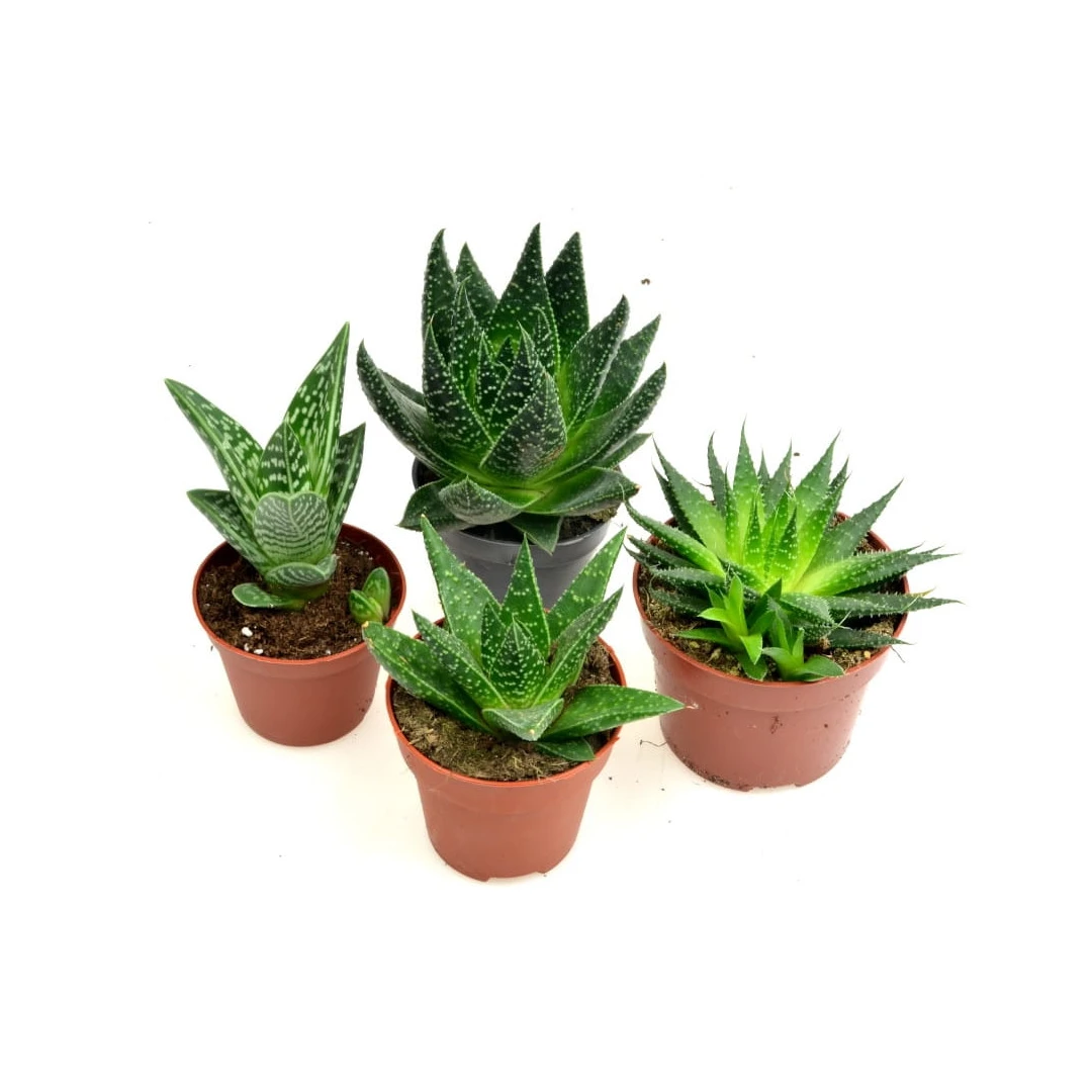 Set 4 Plante naturale Aloe Mix Dixiestore, Verde - 