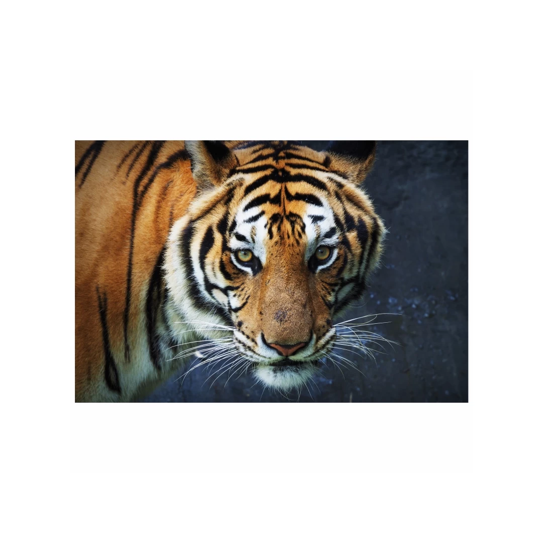 Tapet autoadeziv Premium, Priti Global, Textura canvas, Tigru, 130x87 cm - 