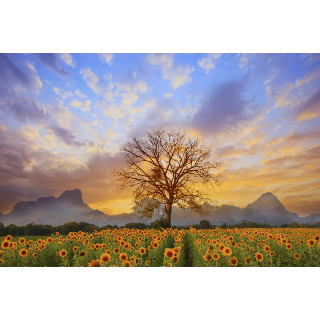 Fototapet autocolant Copac in lan de floarea soarelui, 250 x 150 cm - 