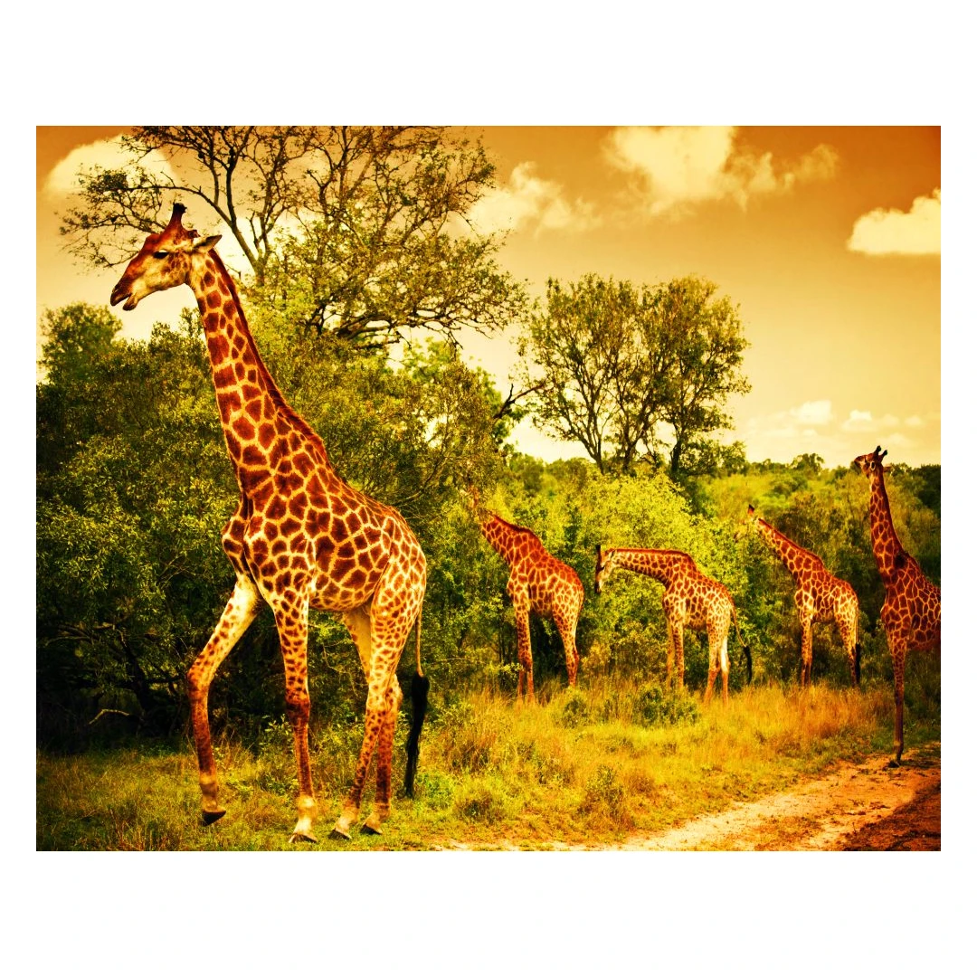 Fototapet autocolant Girafe in savana, 300 x 200 cm - 