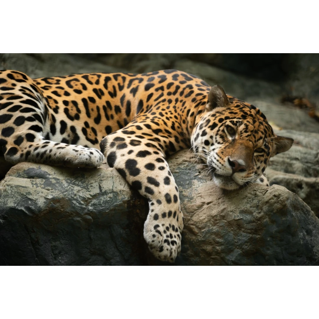 Fototapet autocolant Animal49 Jaguar pe o stanca, 270 x 200 cm - 