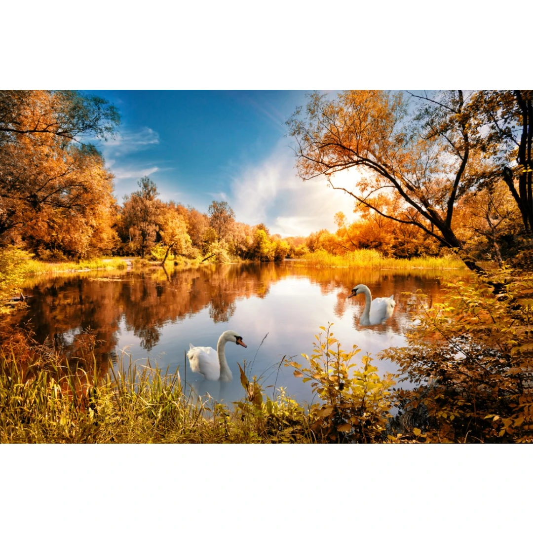 Fototapet autocolant Natura169 Toamna aramie cu lebede pe lac, 220 x 135 cm - 