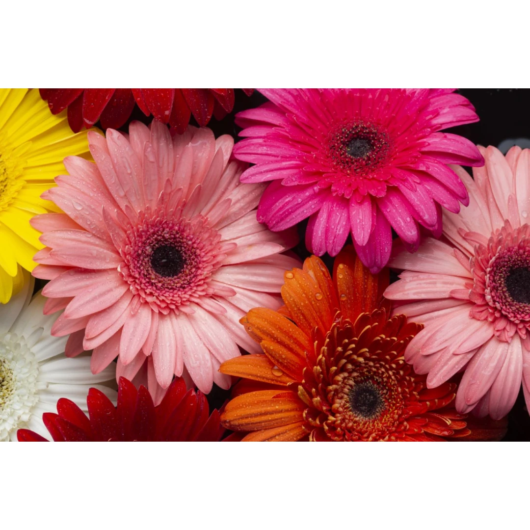 Fototapet autocolant Flori158 Gerbere multicolore, 220 x 135 cm - 