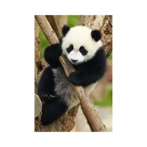 Mini puzzle panda in copac, 54 piese, Dino - Mini puzzleul panda in copac, cu 54 de piese, este creat de brandul Dino. Acest puzzle adorabil prezintă un panda drăgălaș care se joacă într-un copac. Este perfect pentru cei mici care își doresc să își dezvolte abilitățile cognitive și motorii, precum și pentru iubitorii de animale.